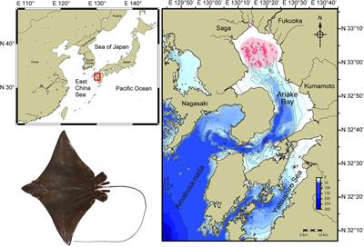 Reproductive Biology and Embryonic Diapause as a Survival Strategy for the East Asian Endemic Eagle Ray Aetobatus narutobiei